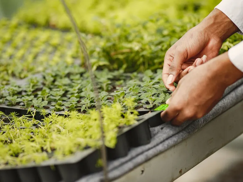 Landscaper planting in a garden