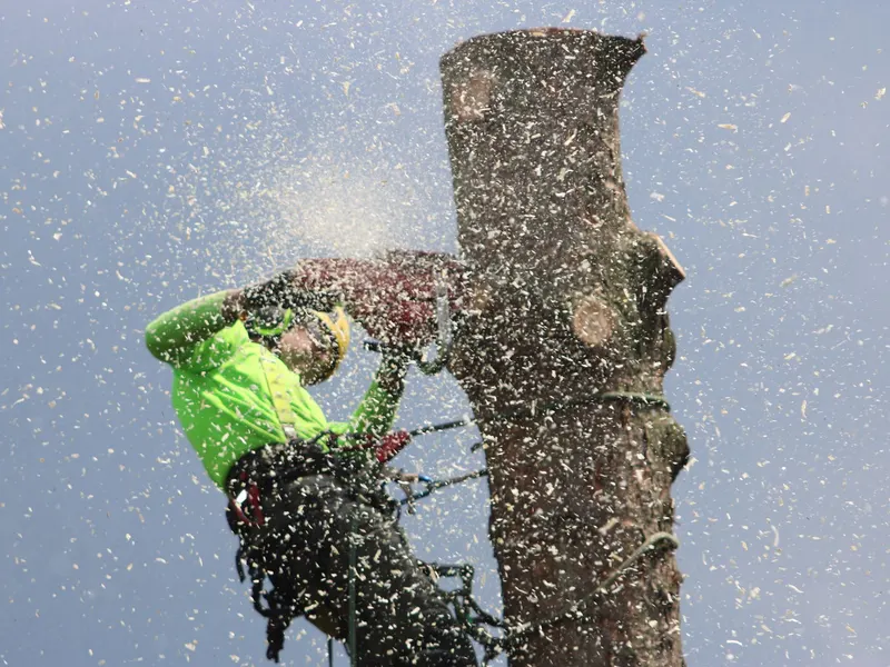 Arborist cutting a tree branch